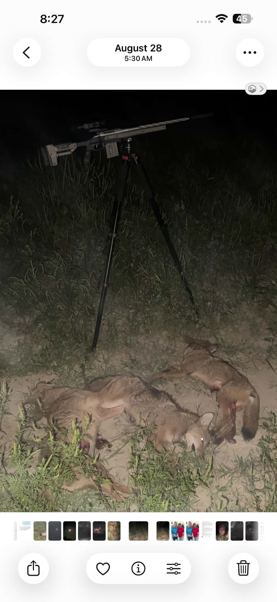 Predator hunting at night